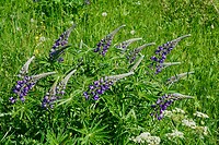 Prachtige paarse lupinen (2)