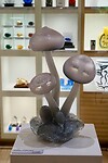 Fraaie paddenstoelen