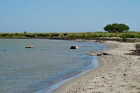 In de verte lagen de koeien, pootafdrukken en een enkele koeienflats op het strand