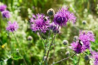 Korenbloem