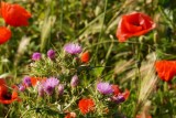 Verdwaalde distel tussen de klaprozen