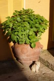 Kleine kat, maar enorme bloempot