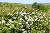 De overal bloeiende witte rosa rugosa