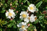 Rosa rugosa close-up
