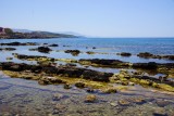 De met wier en algen begroeide rotsen voor de kust bij Alghero