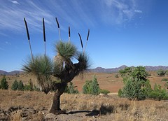 Yacca