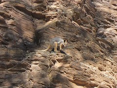 Yellowfooted rockwallaby