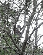 Baby koala