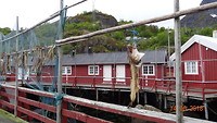 Nusfjord