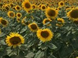 Velden met zonnebloemen in overvloed