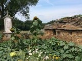 Zonnebloem