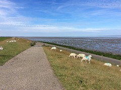 Wadden, dijken en schapen