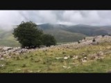 schapen in de Pyreneeën