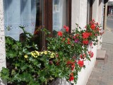 Bijna ieder vensterbank hangt vol met bloemen