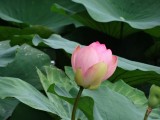 Waterlelies achtige plant