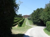 Gimignanello