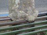 Hier groeien bomen over banken heen