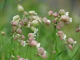 prachtige bloemen, overal langs de weg