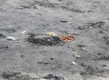 "ogen op steeltjes", krabben op Anse Noire
