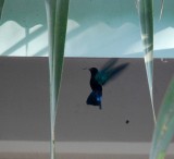 kolibri
