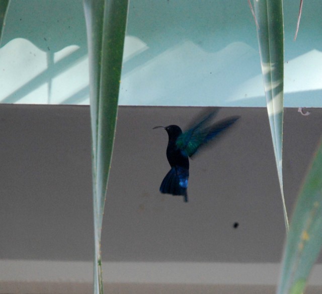 kolibri