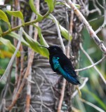 kobibri