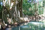 mangrove, Indian River