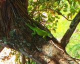 groene leguaan