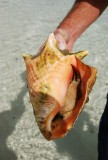 Lambi met inhoud!