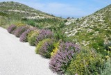 mooie bermbeplanting met wilde kruiden