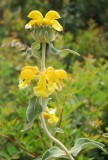 wilde phlomis in de berm