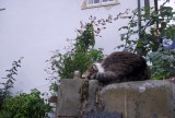 sleeping beauty