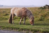 Wilde paarden in Dartmoor