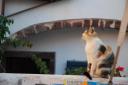 Thira