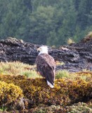 Bald eagle