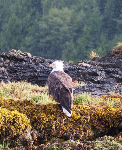 Bald eagle
