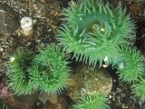 zeeanemonen in zgn. rock pools