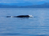 Humpback whale )bultrug walvis' met prachtige achtergrond
