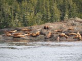 Stellar sea lions