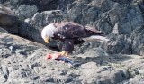 Bald eagle met een visje
