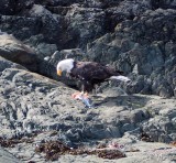 Bald eagle met een visje