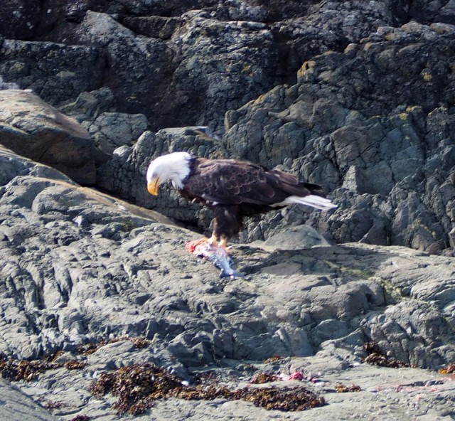 Bald eagle met een visje