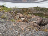 grote marmot
