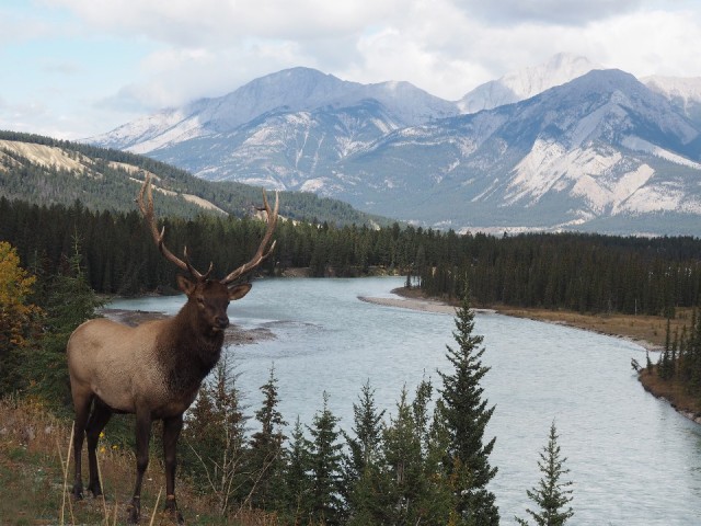 Elk