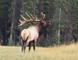 Elk bij het park waar ons huisje stond