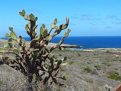 zicht op de noordkust van Curacao