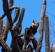 roofvogel