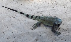 leguaan op het strand