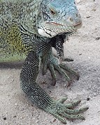 close-up