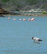 flamingo's bij Bullenbaai